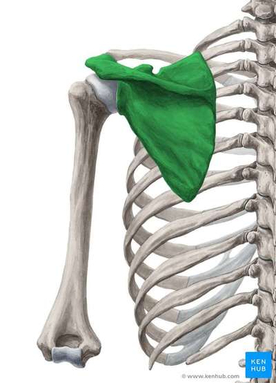 shoulder joint pain